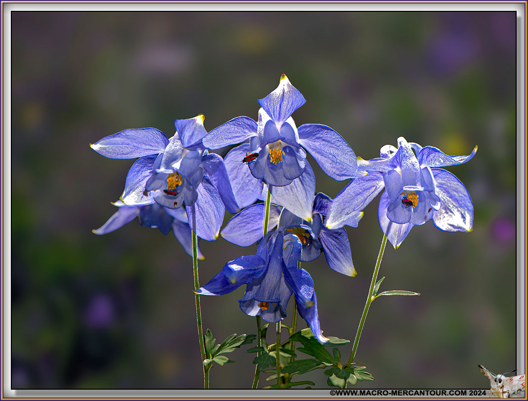 Ancolie de Bertoloni